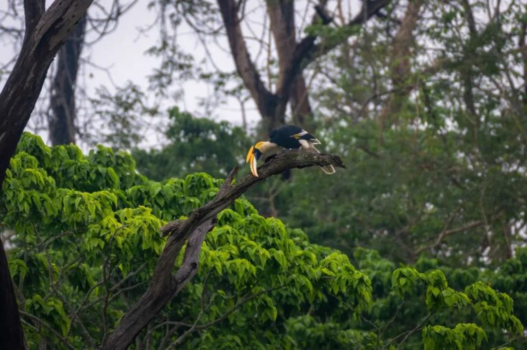 Exclusive Bhutan Bird Watching Tour for 20 Days