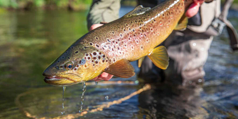 Bhutan Trout Fishing Tour for 08 Days | 07 Nights