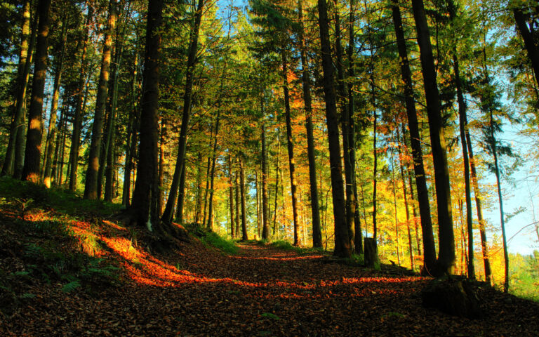 Fortresses and Forests of Bhutan Tour for 10 Days